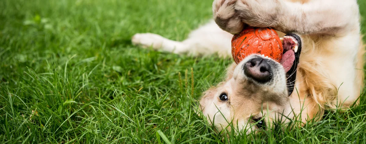 Happy Trails Pet Spa & Resort