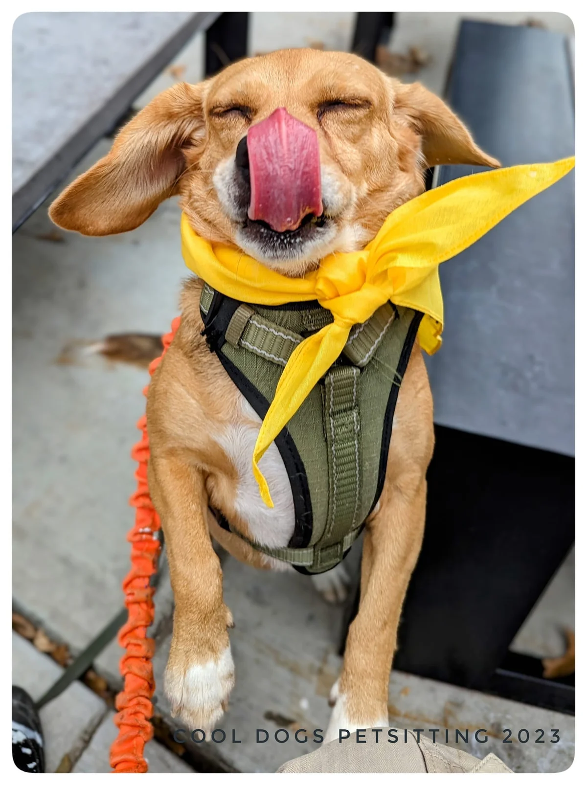 Cool Dogs Petsitting