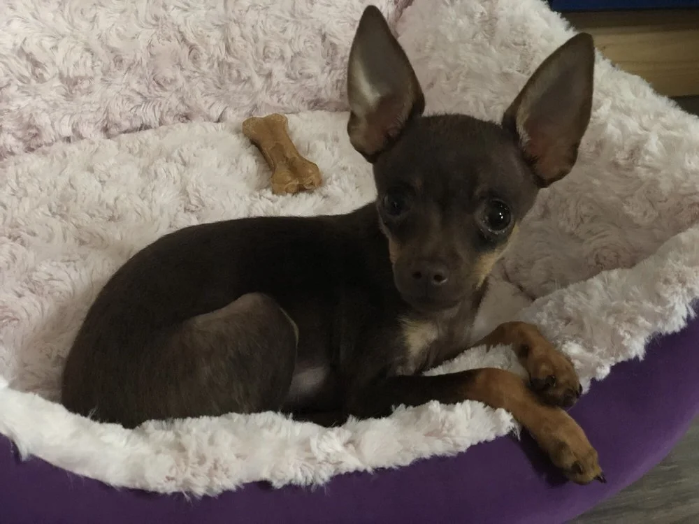 Kleintierzentrum Merkurpark