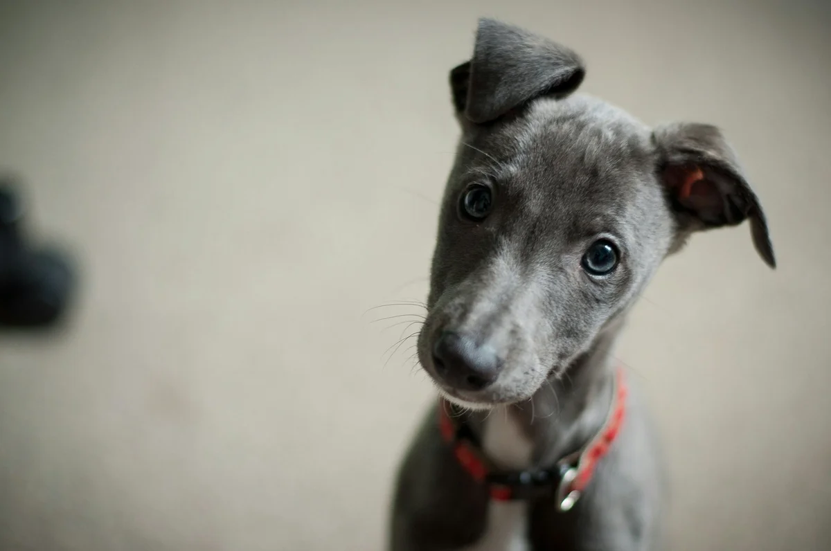 Roadrunner Veterinary Emergency & Specialty Hospital