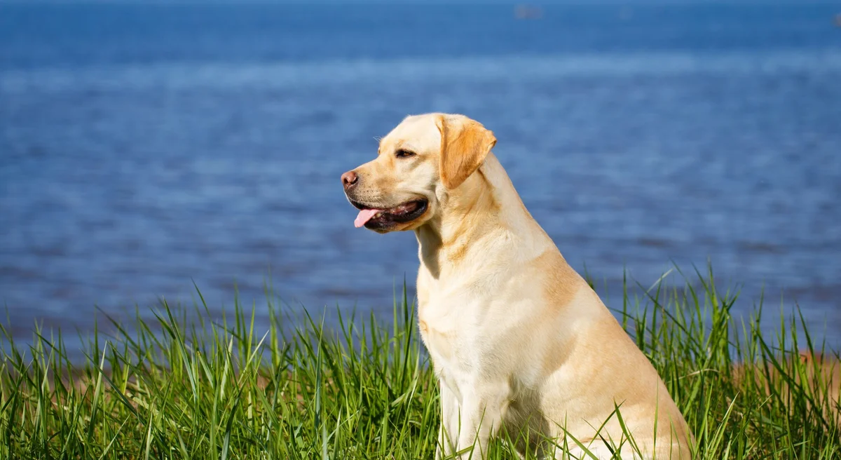 Orthopedic Foundation for Animals