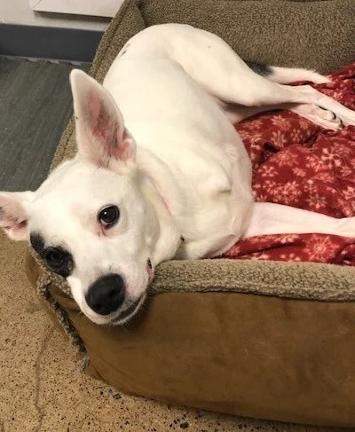 Our Pal's Place Daycare, Boarding & Training