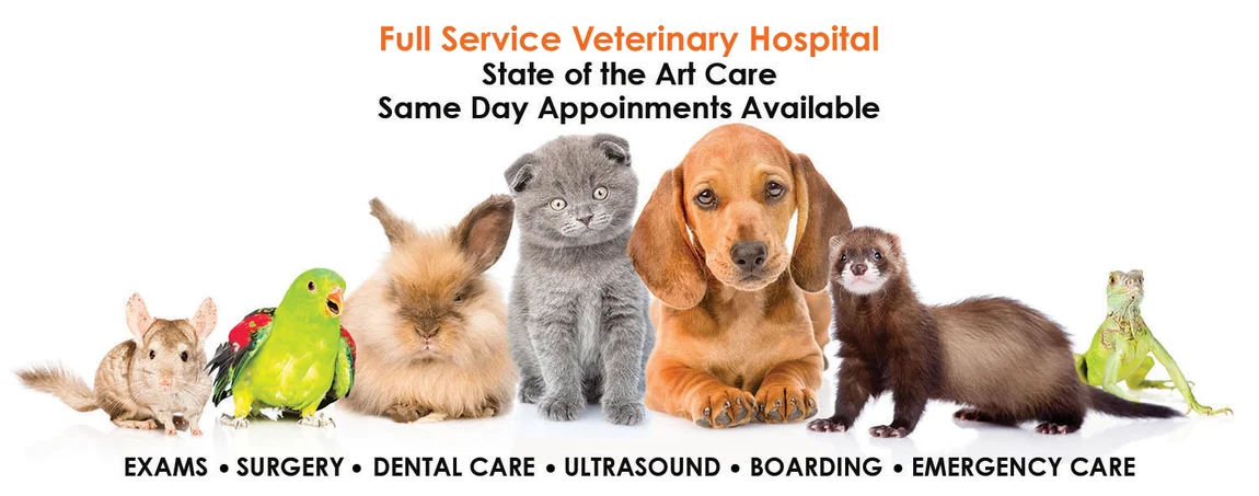 Towson Dog & Cat Hotel