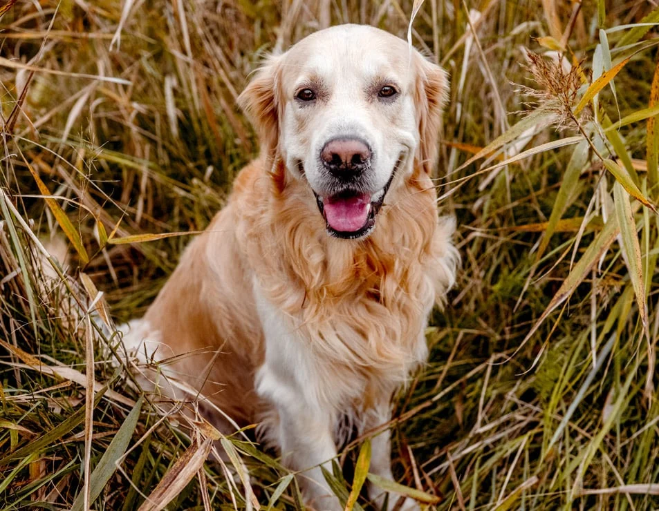 Noonday Veterinary Center