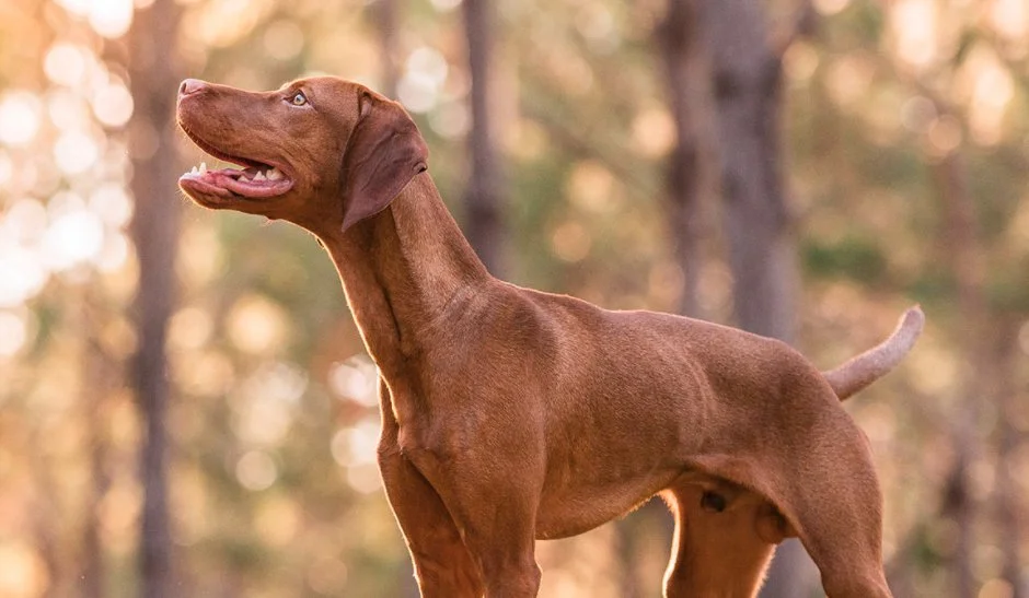 Tail Blazers - Barrie