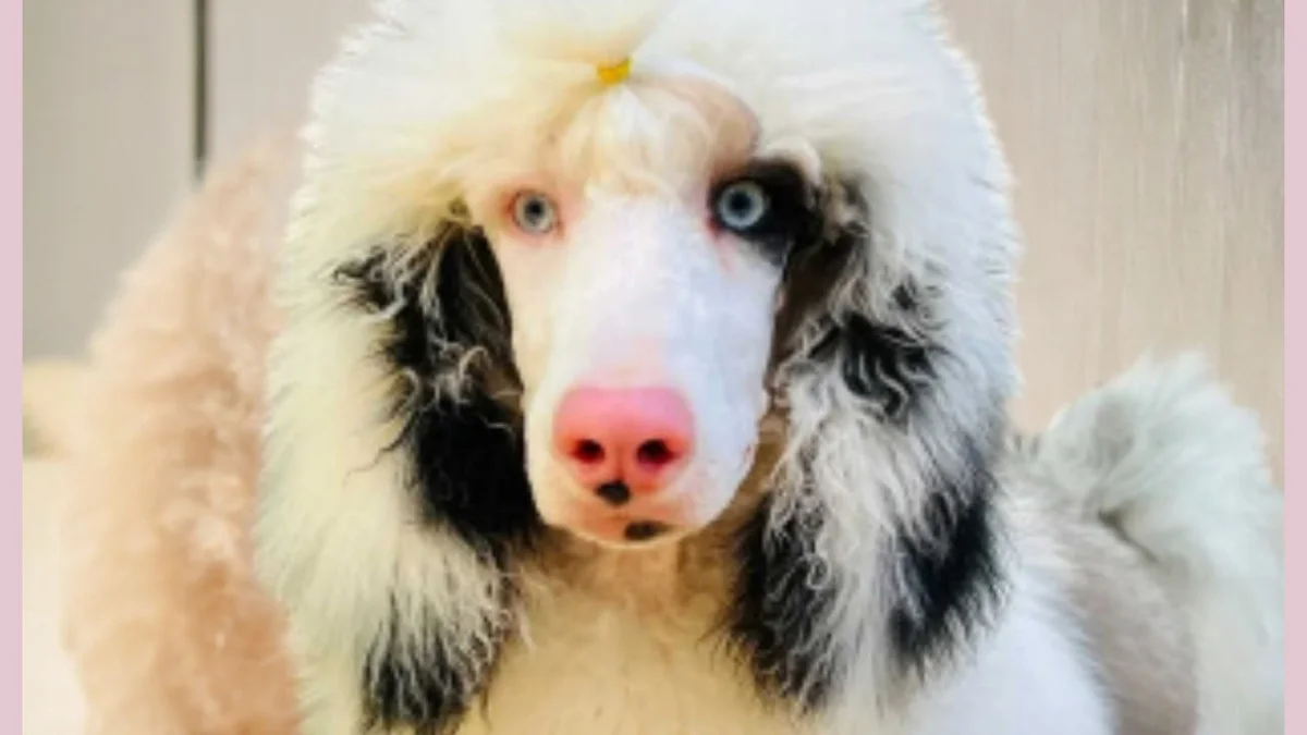 Loells Standard Poodles