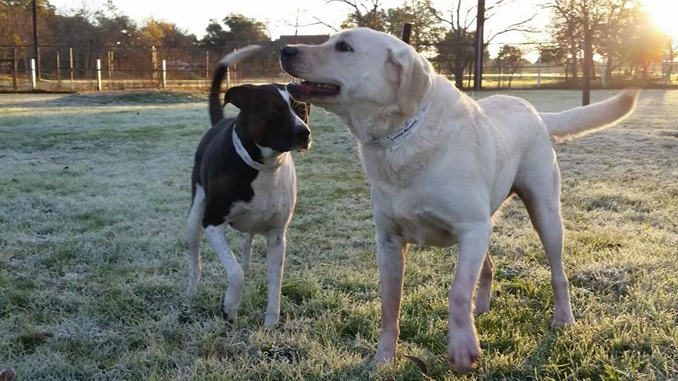 Circle Lake Ranch Pet Resort