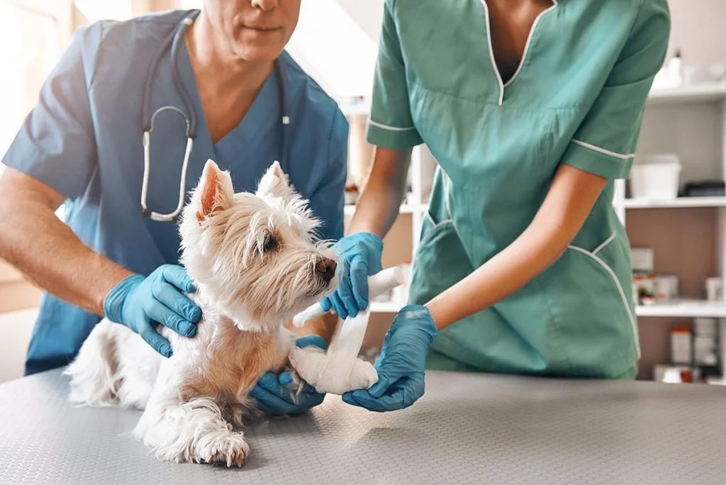 VetNow Urgent Care