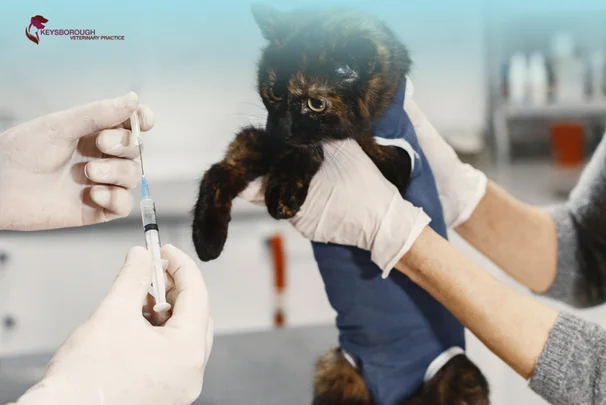 Keysborough Veterinary Practice