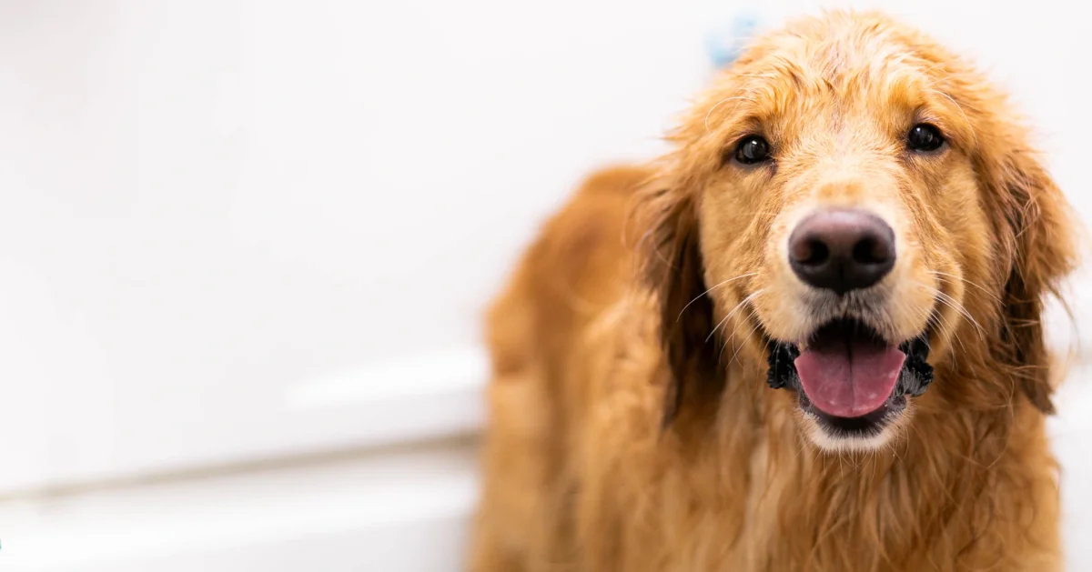 Oakhurst Grooming Salon