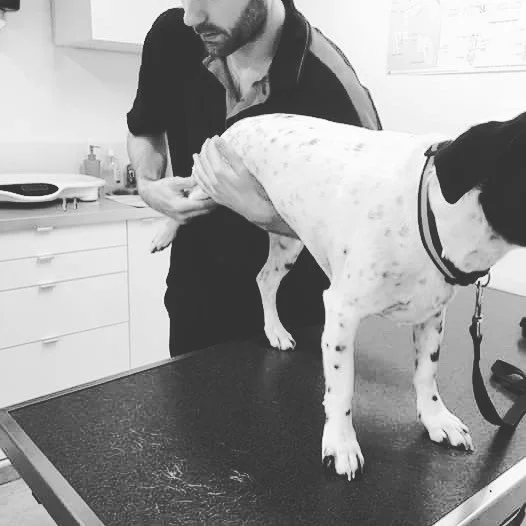 Clinique Vétérinaire VetPlus