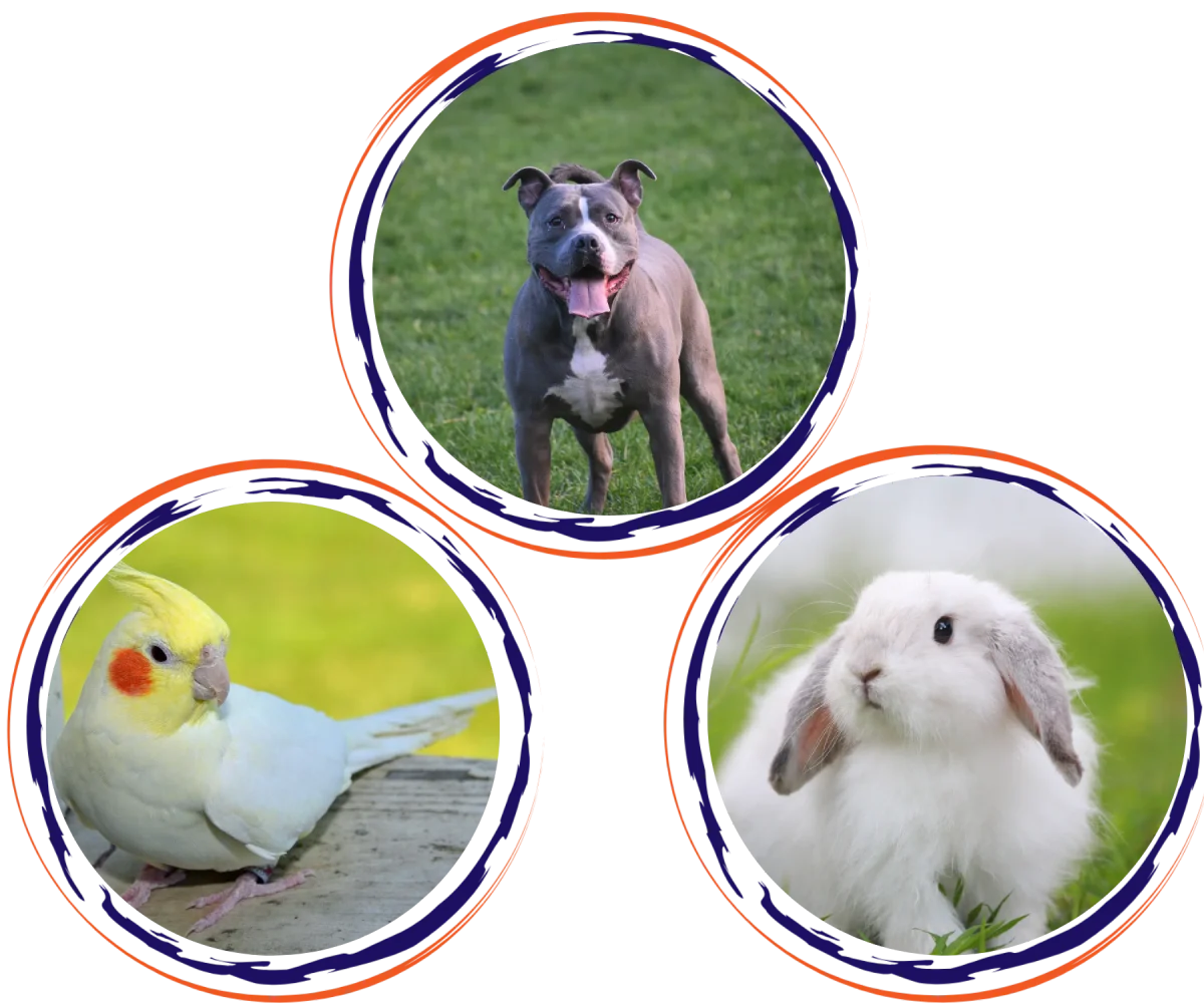 Feather & Fur Animal Hospital