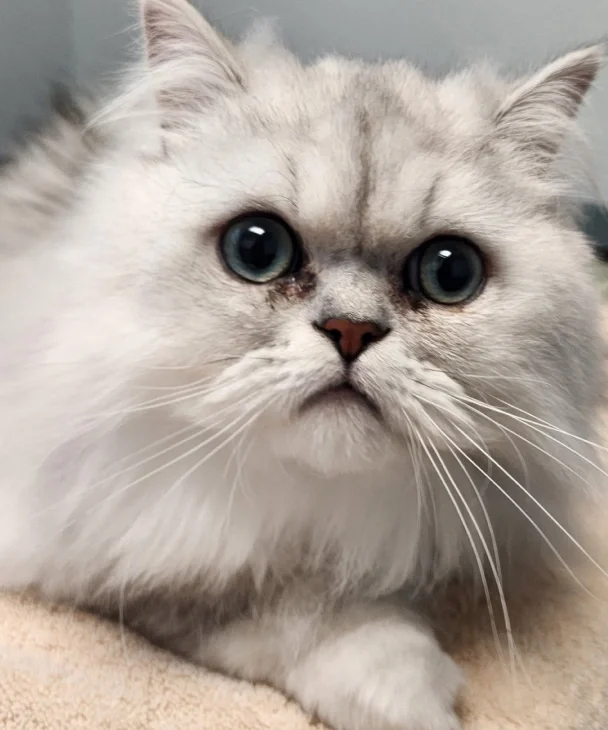 Levittown Animal Hospital