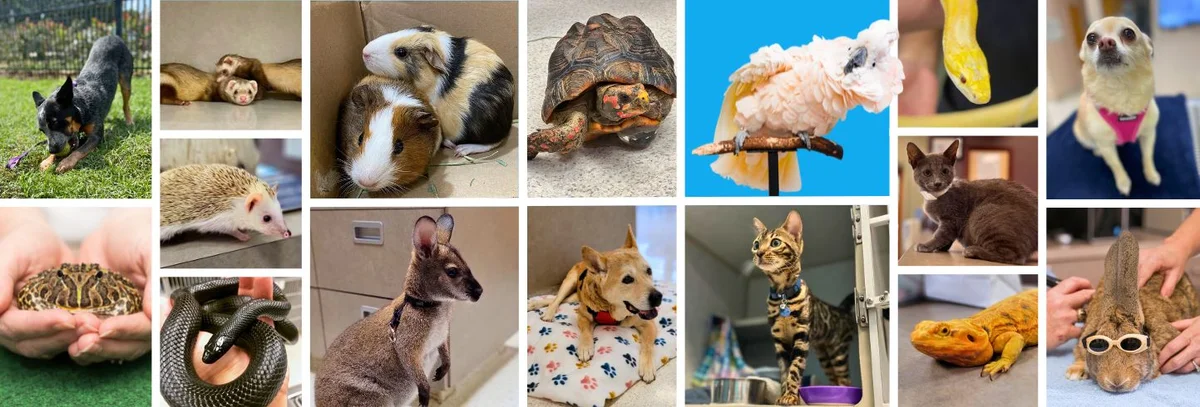 ABC Animal & Bird Clinic