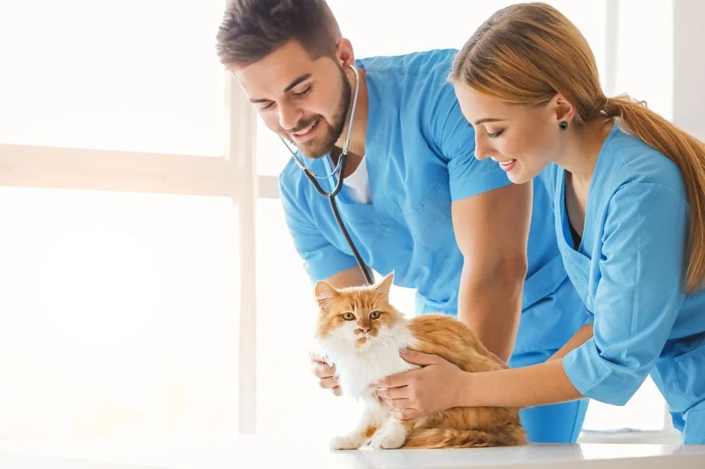 Perth Vet Care