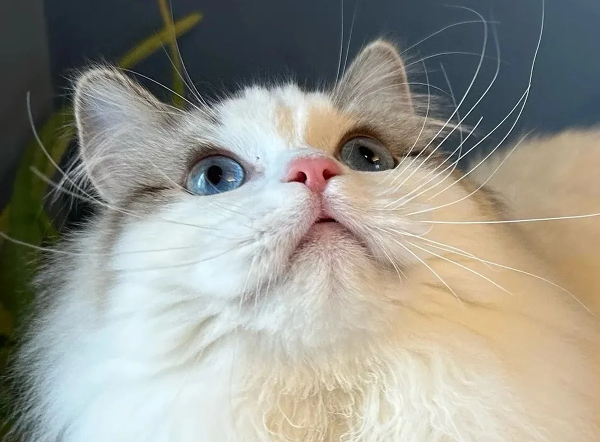 Thomas Treasured Ragdolls