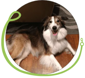 Fins Animal Training