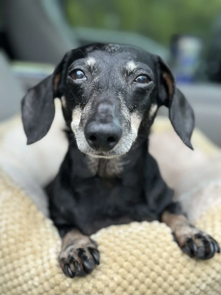 Choice Veterinary Services