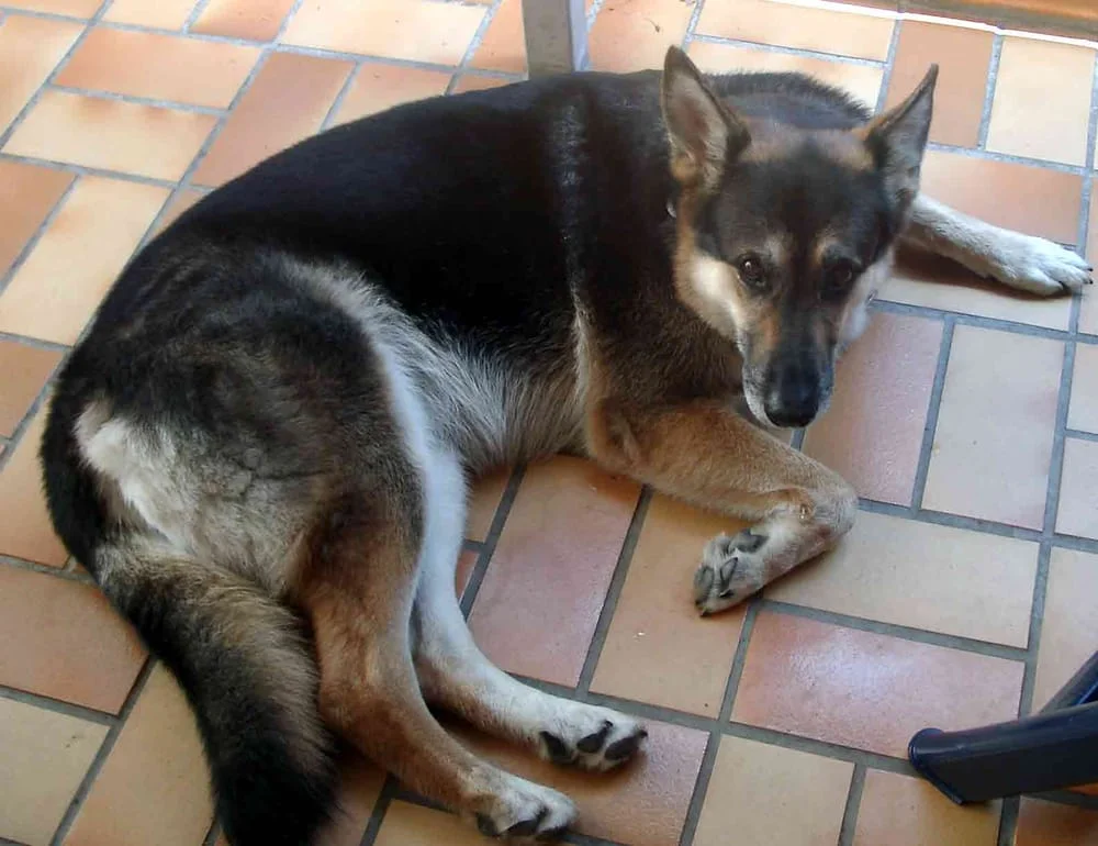 Mobile Tierärztin Graefenstedt