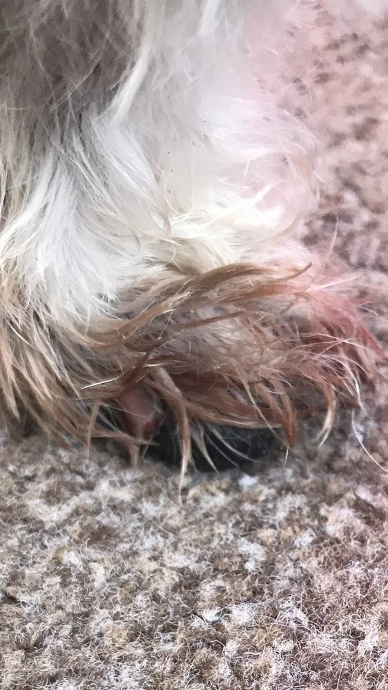 Richard Hurley, MVB, MRCVS