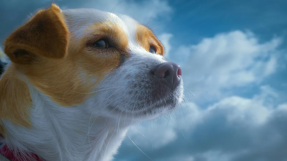 Bexley Animal Hospital