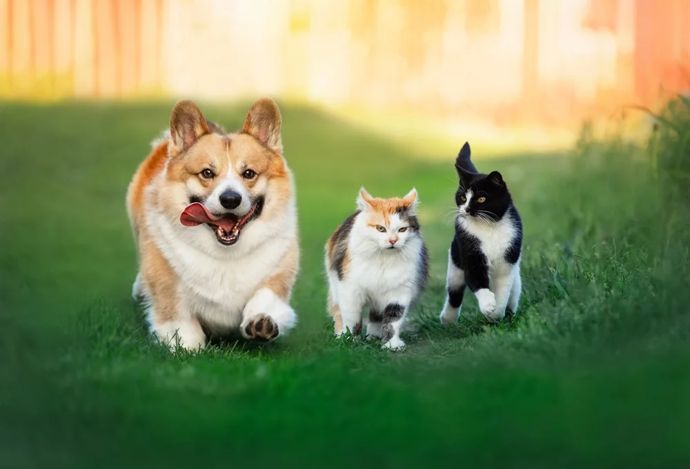 Animal Hospital of East Cobb