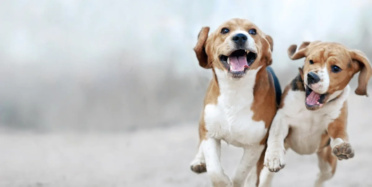 Altas Palmas Animal Clinic