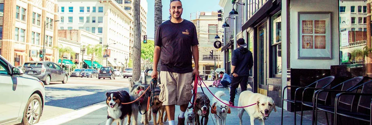 Wigglewag Training & Dog Care Services