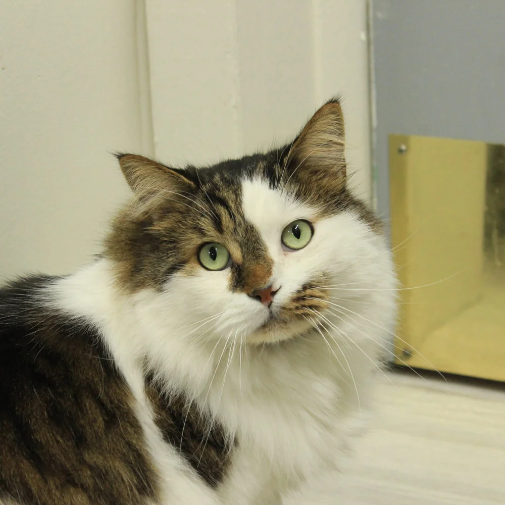 Riverdale Park Animal Hospital