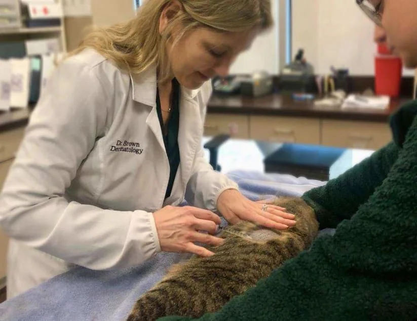 Memphis Veterinary Specialists