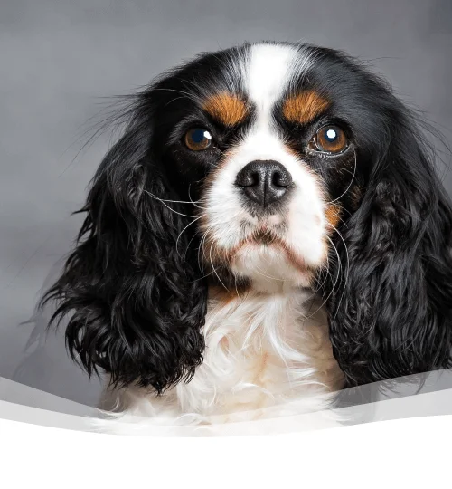 Animal Dental Services