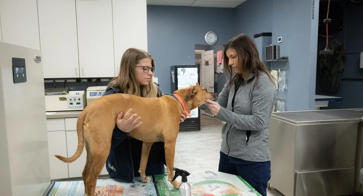 Kennesaw Mountain Veterinary Services