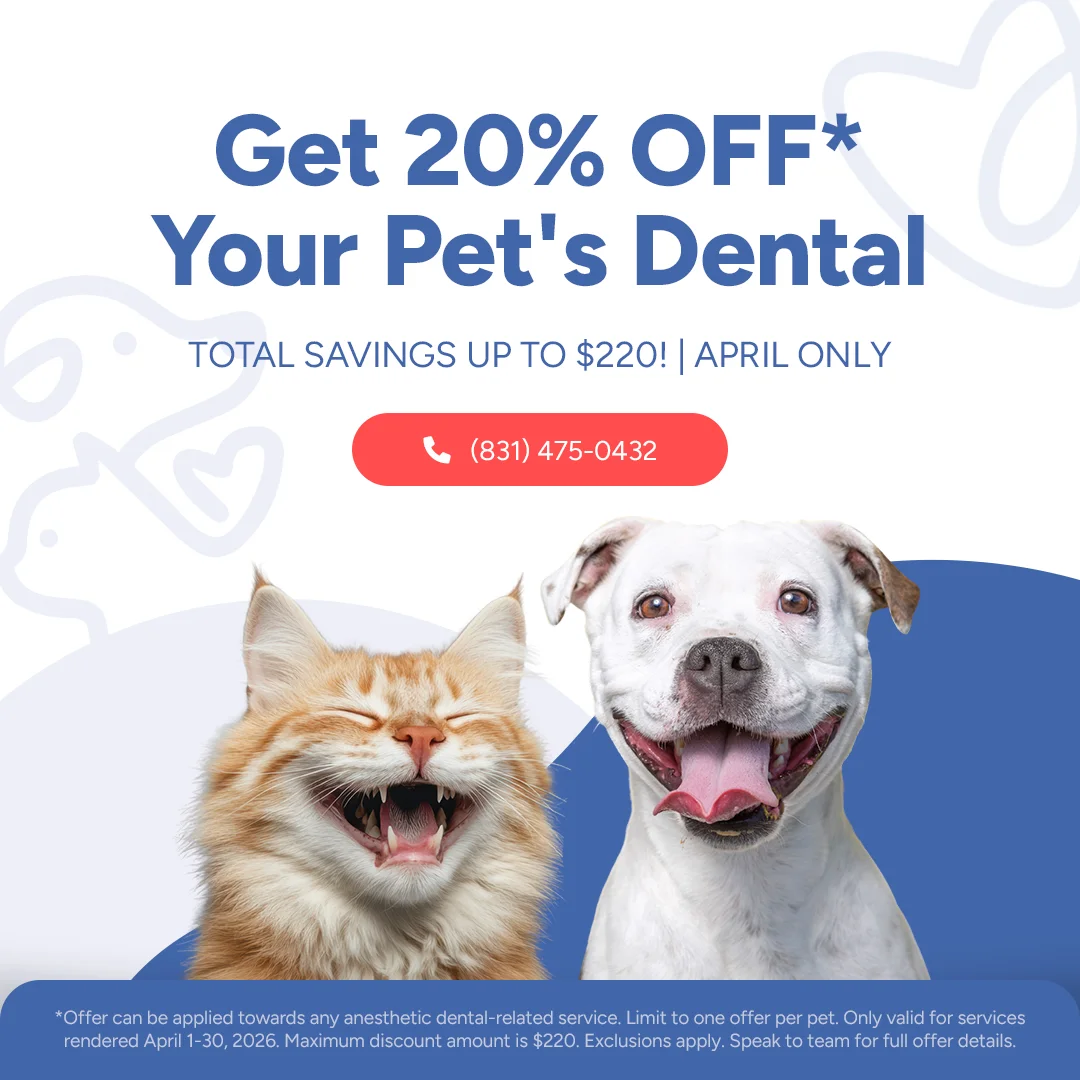 Soquel Animal Hospital