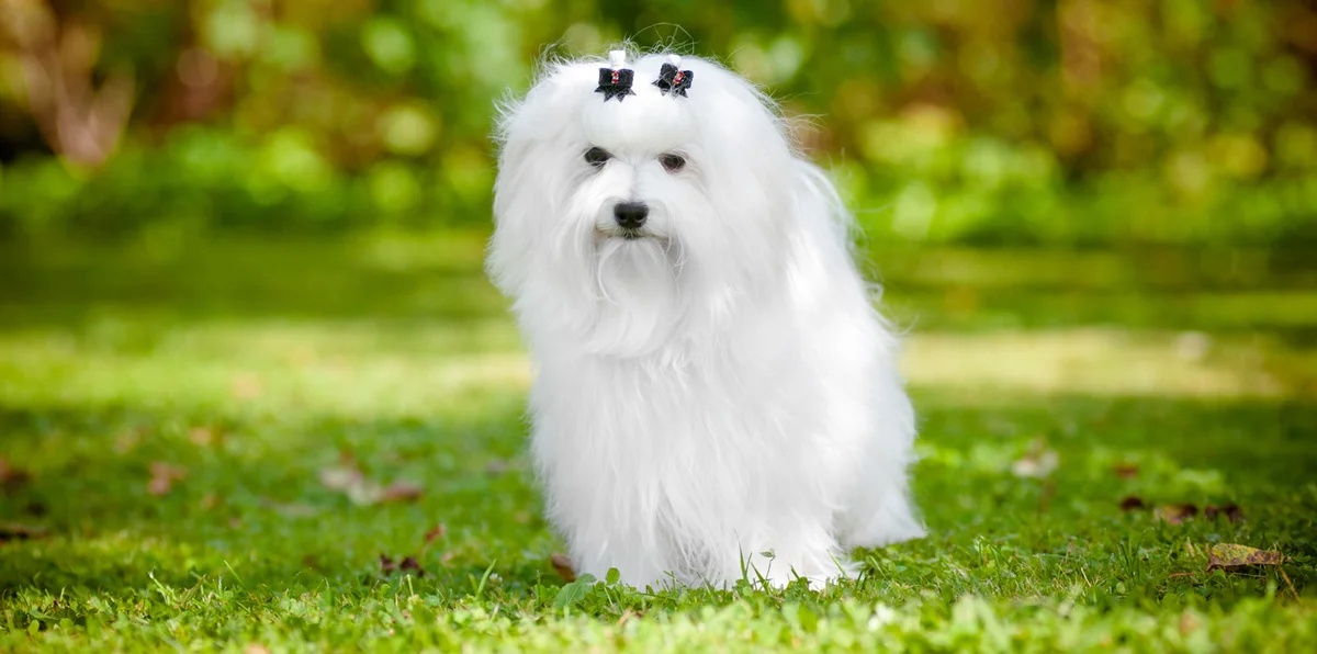 Waggy Tail Pet Store Grooming & Pet Hotel