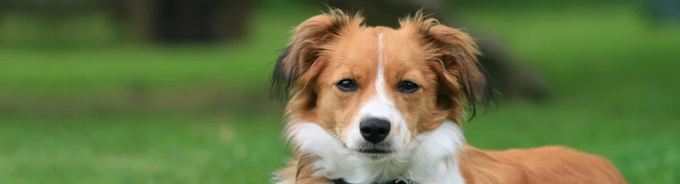 Heathland Pet Hospital