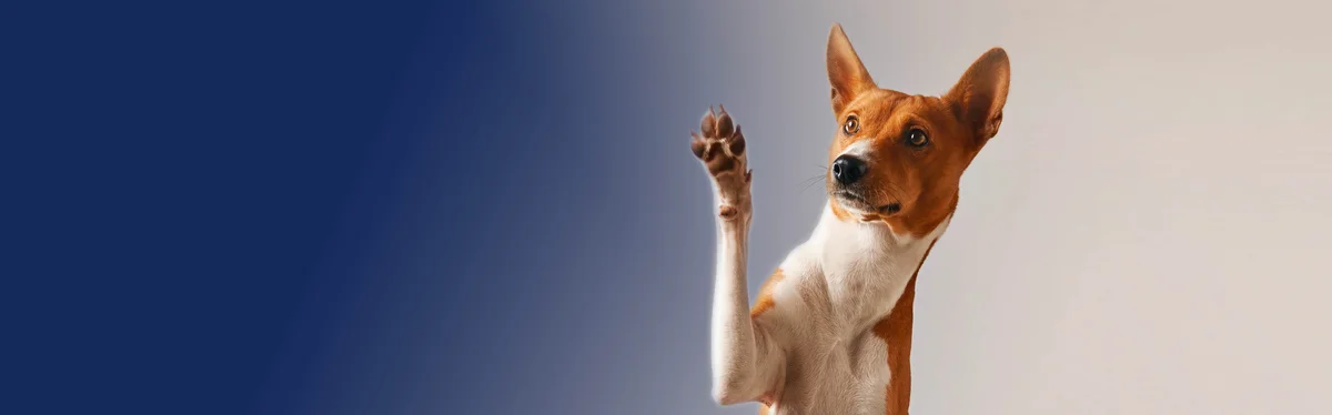 Northtown Guardian Pet Hospital