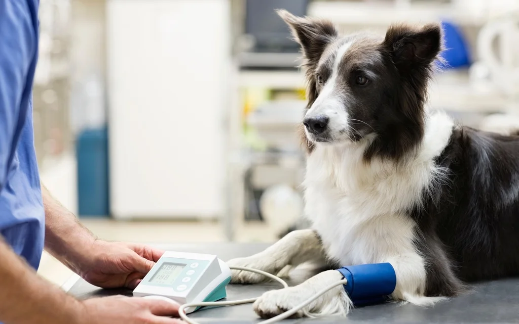 Tierarztpraxis Kirchtrudering