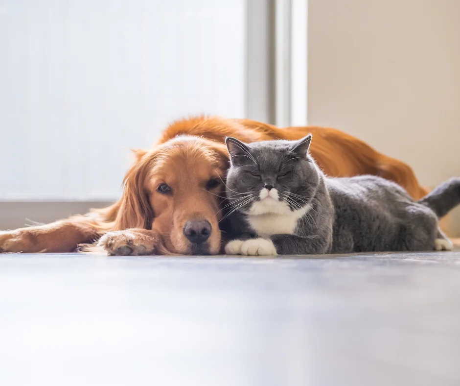 Lovan Care Veterinary Hospital