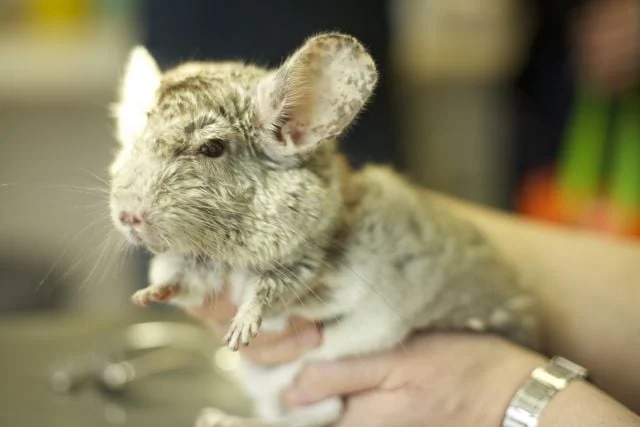 PD Dr. med. vet. Thomas Göbel