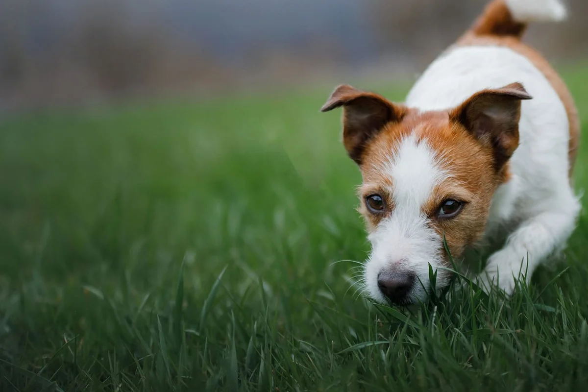 Chimney Lakes Animal Hospital