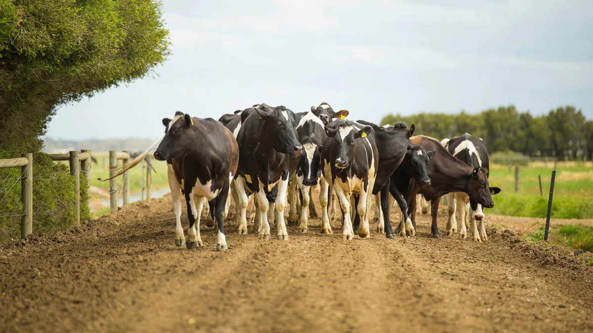 Border Veterinary Services