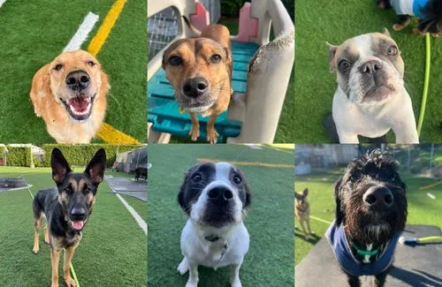 Dawg Tired Play Days