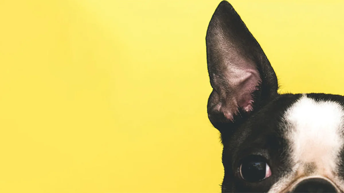 Clover Park Veterinary Hospital