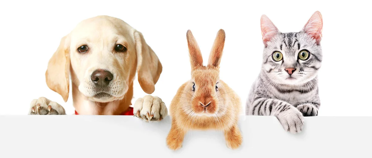 Tierarztpraxis Penschuck & Rutz