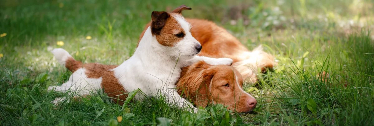 Kingsgate Animal Hospital