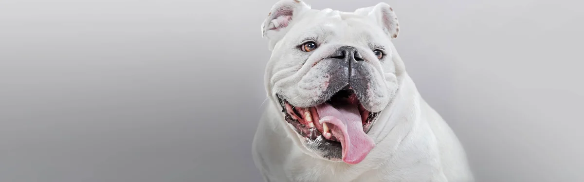 Pacific Coast Animal Hospital