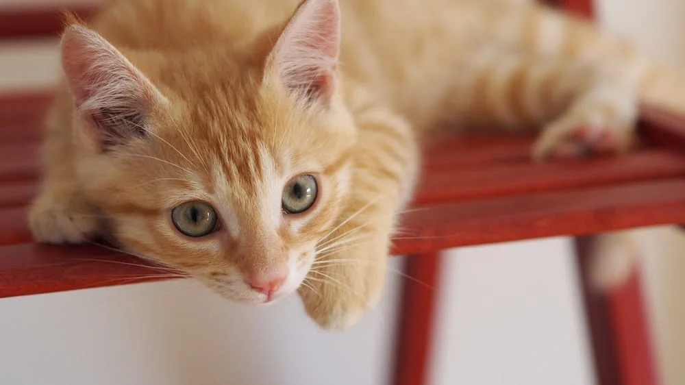 Clinique Vétérinaire de Saxe