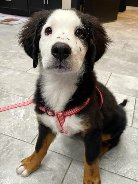 Mid North Animal Hospital