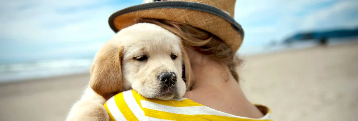 Rehoboth Beach Animal Hospital