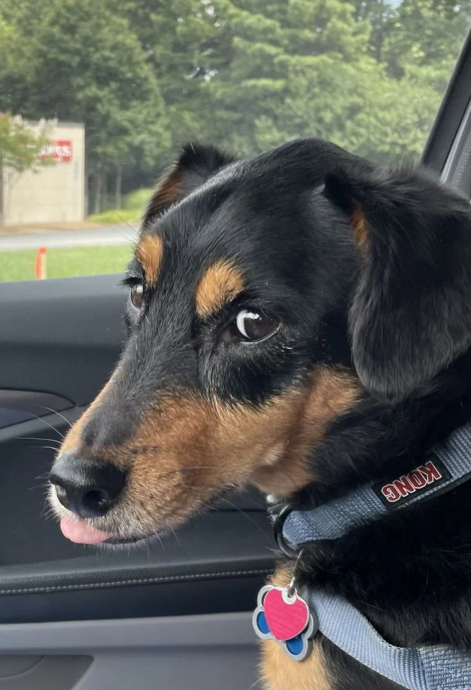 Animal Hospital of Historic Norcross Pc